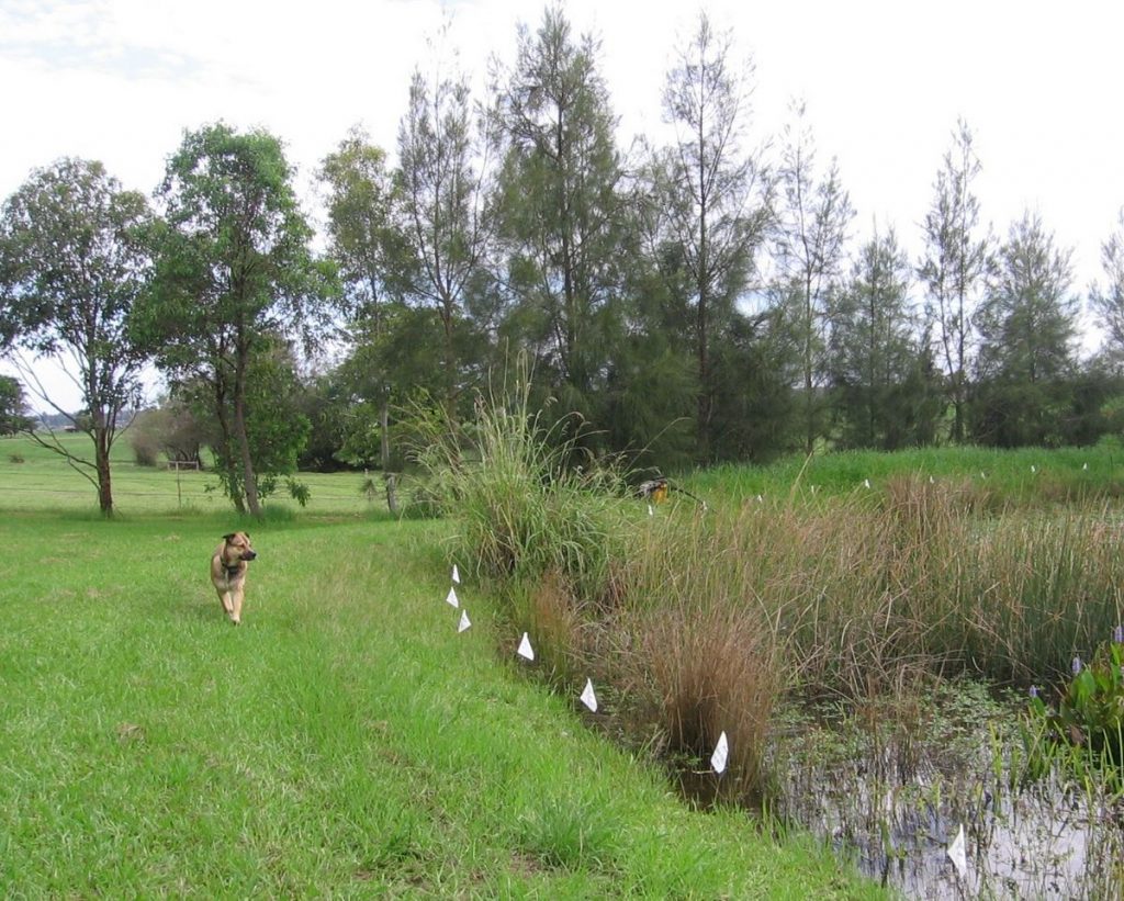 Most cost effective fence for dogs sale