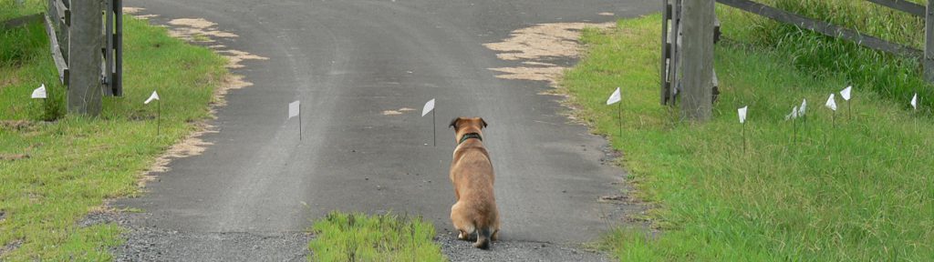 Hidden Fence Are There Any Restrictions Around Buying Electric Dog Fences in Australia