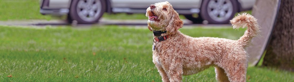 Anti-barking training collar from Hidden Fence