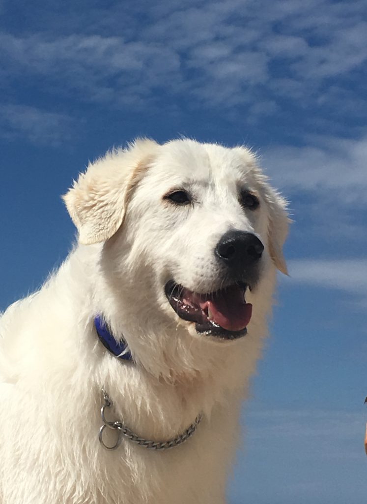 Great pyrenees shop bark collars