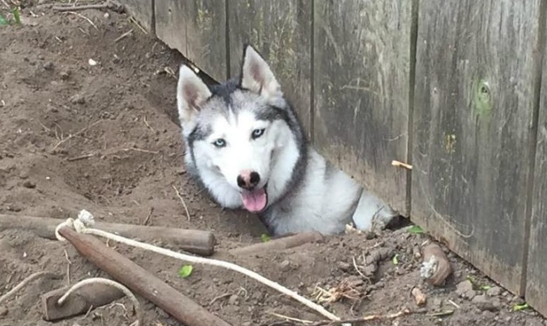 Husky proof outlet fence