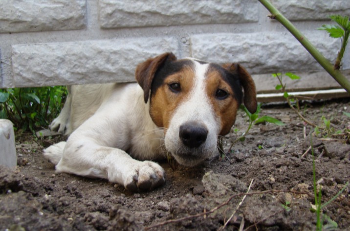 Dog digging under fence