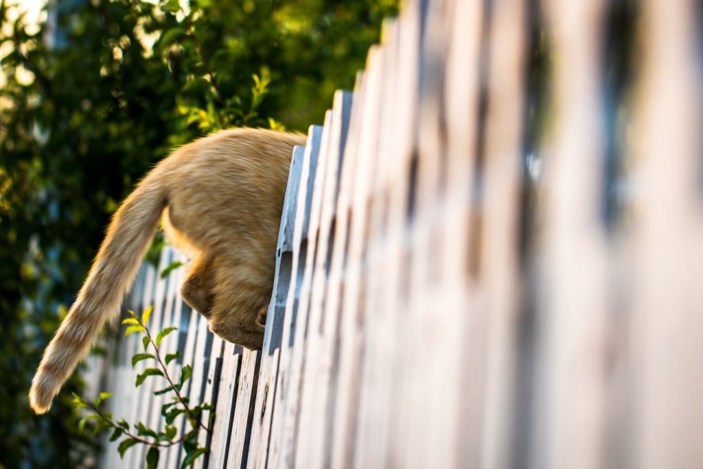 Cat escaping yard. - DIY Cat Fence