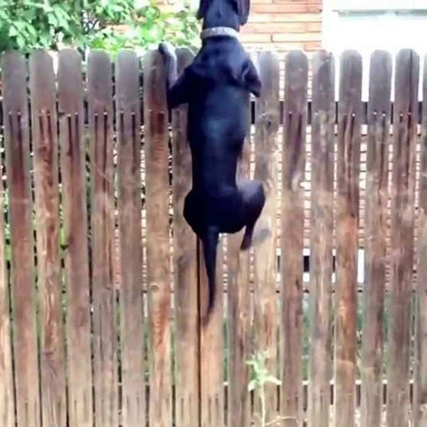 A shop dog fence