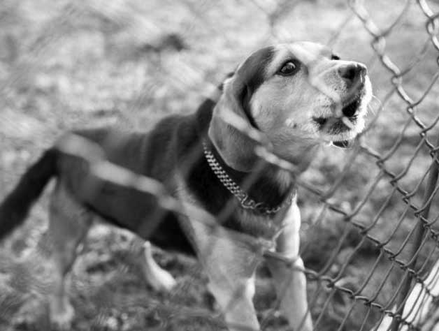 How do anti barking collars work?