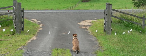 Best wired dog outlet fence