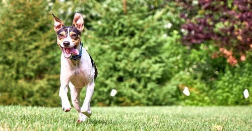 Diy electric cheap shock collar