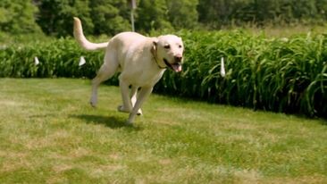 barking collars for dogs