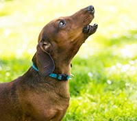 Stop nuisance barking with a dog anti bark collar
