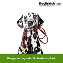 Dogwatch training clearance collar