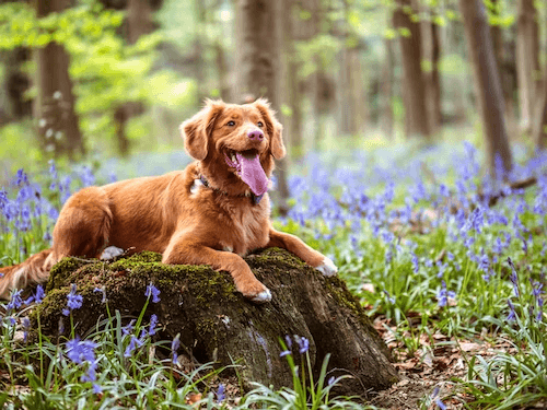 Electronic dog collars are effective behaviour modification training aids.