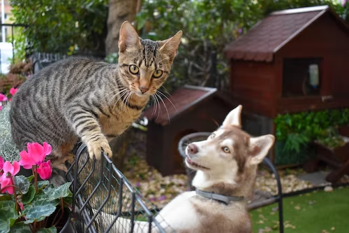 Pet Fence Solutions For Cats and Dogs