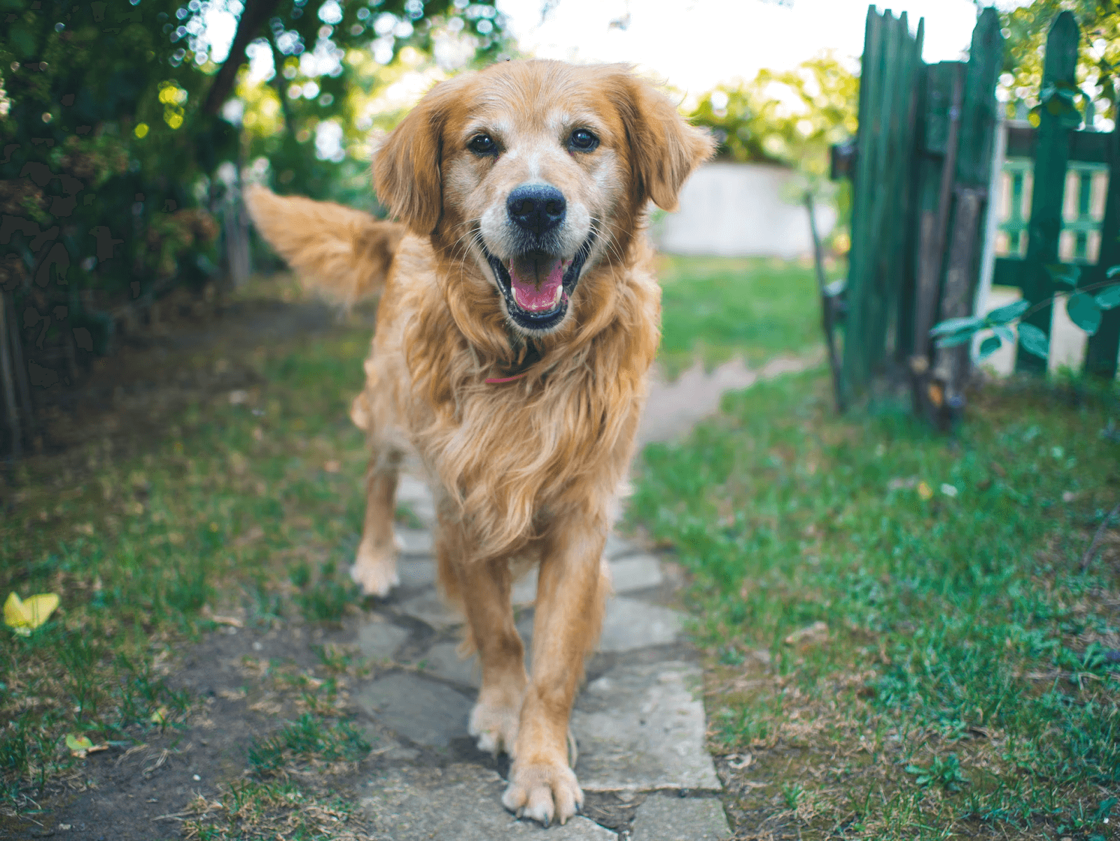 Dog Training Collar with Remote for Controlled Off-Leash Walking