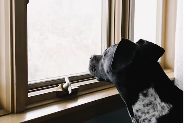 Choose a bark collar with bark forgiveness.