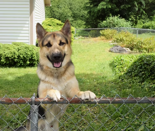 Dog Fencing For Escaping Dogs