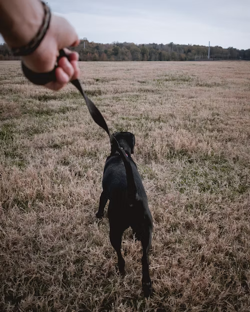 Prevent Pulling With A Walking Training Collar