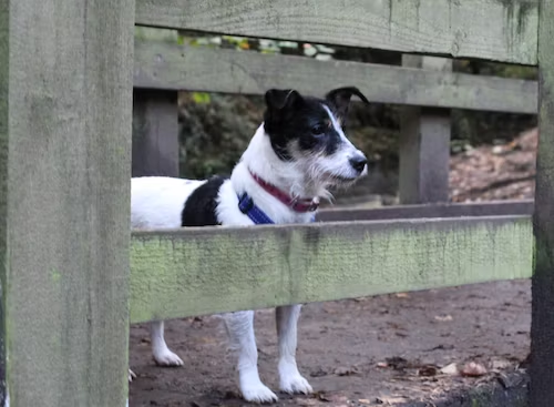 You might need a better fence! Consider professional 
dog fence installation by Hidden Fence.