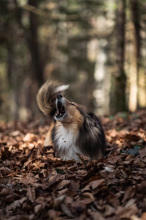 Acceptable Barking vs Excessive Barking