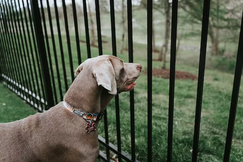 Aluminium/Pool Dog Fencing