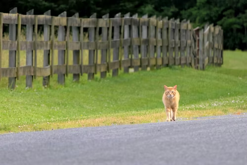 Cats are Curious