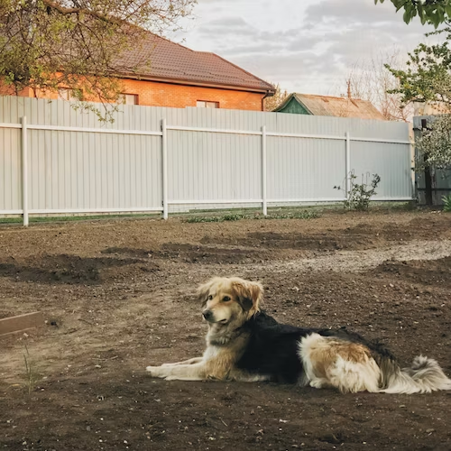 Colorbond Dog Fencing