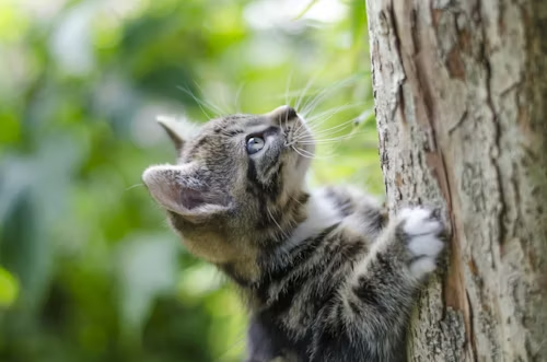 DIY Cat Proof Fence