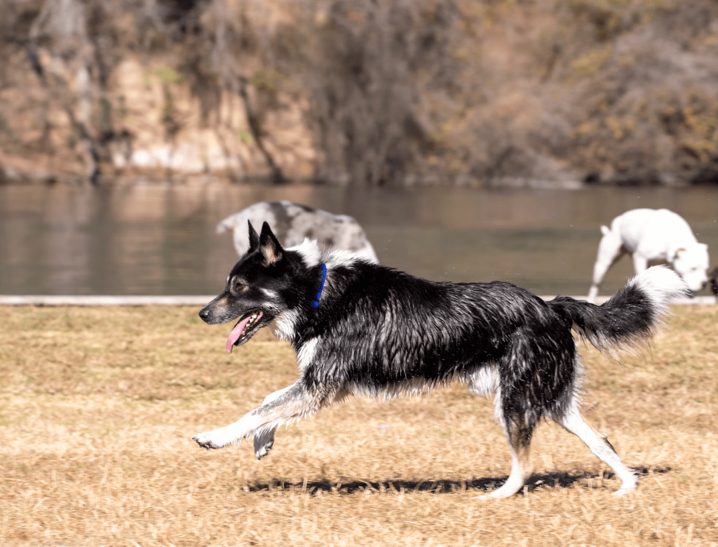 Dog Training Collar With Remote