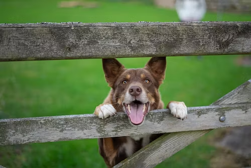 Perimeter Dog Fencing For Clever Dogs