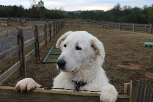 Post and Rail Dog Fencing