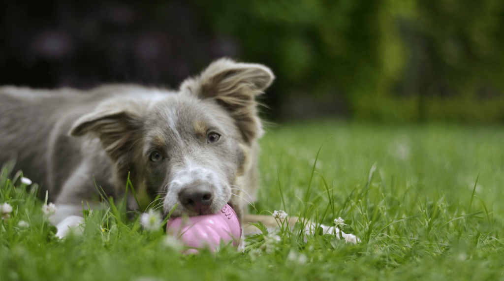 Are Bark Collars Safe?