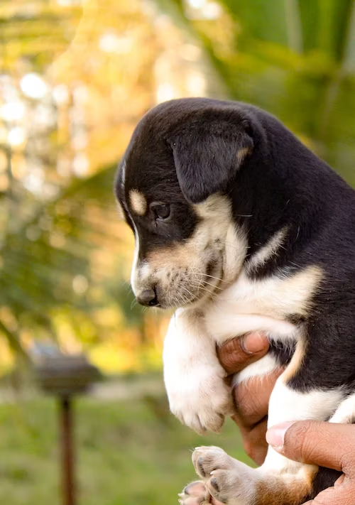 Bark Collar Training For Young Dogs