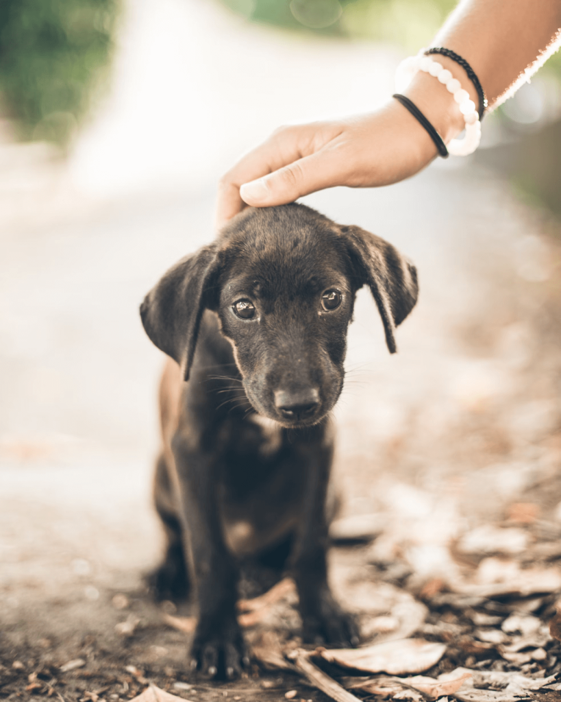 Bark Collar Training For Young Dogs