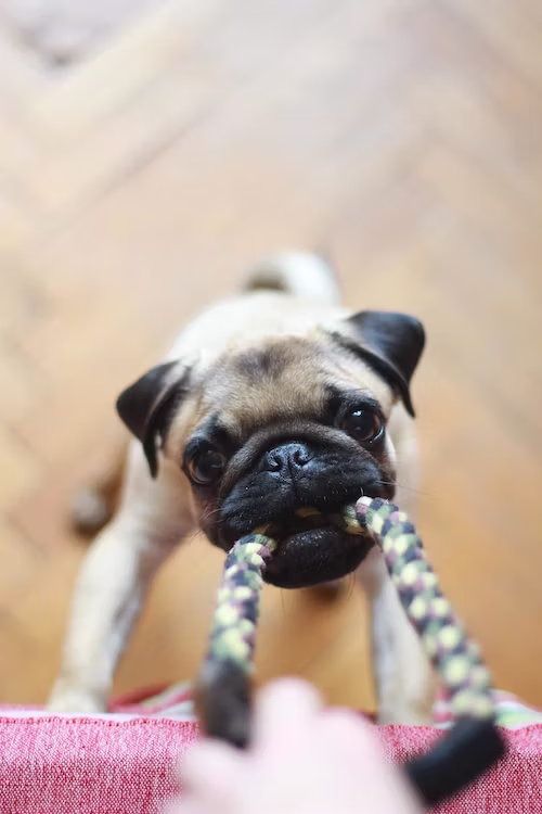 Interactive Play Helps Reduce Attention Seeking Barking