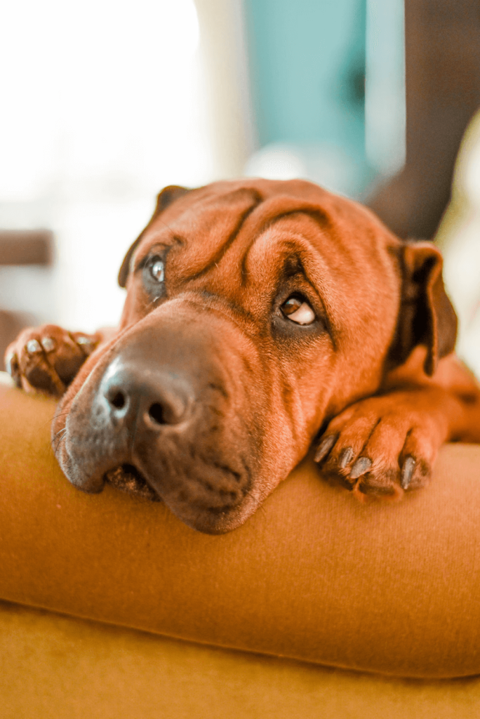 anti-barking collars