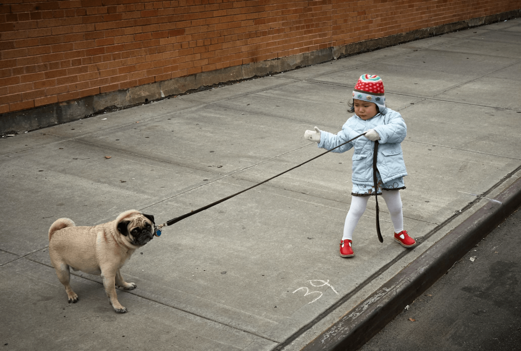 Side Walker Training Collars Australia