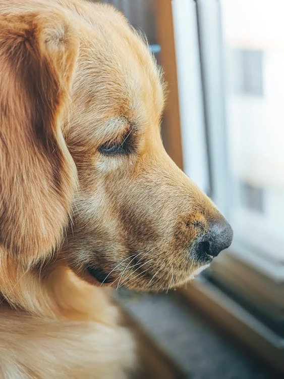 dog bark collar