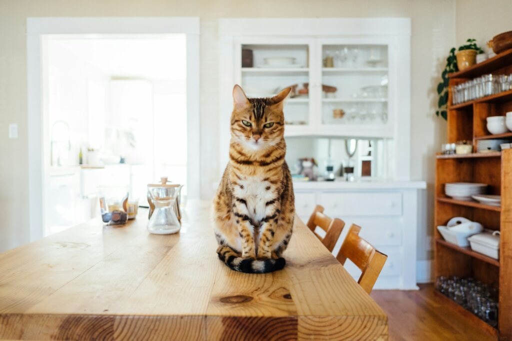 Indoor Cat Fence